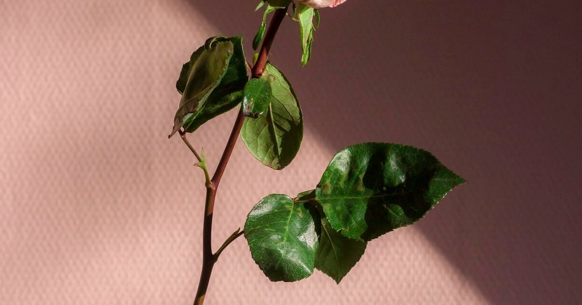 24 Casino Bonus - What the Fine Print Actually Says